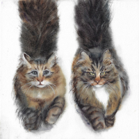 Square Cats. Set of five prints