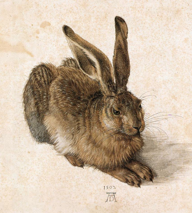 Durer Young Hare